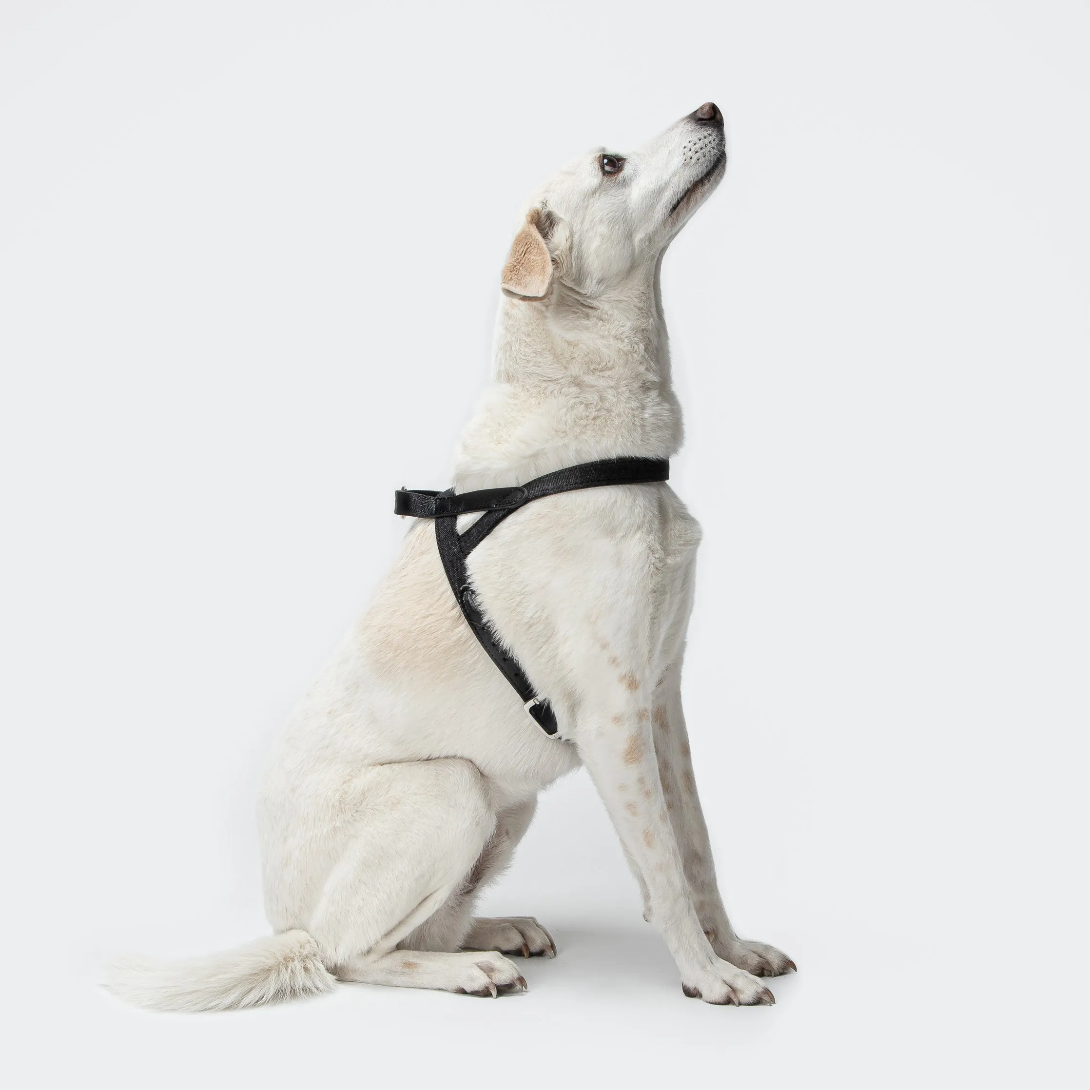 Cloud7: Tivoli Dog Harness in Canvas Leather, Black