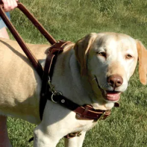 Leather Straight Front Guide Harness (Harness only)