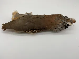 Partridge Feather Training Dummy